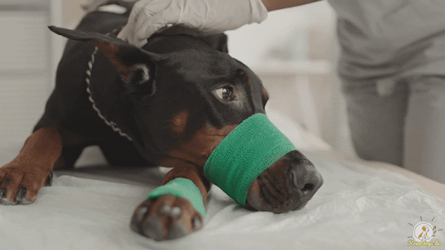 Animiertes Bild eines Hundes der stress und Angst beim Tierarztbesuch hat