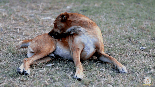 Animiertes Bild eines Hundes, der Juckreiz hat und an sich knabbert
