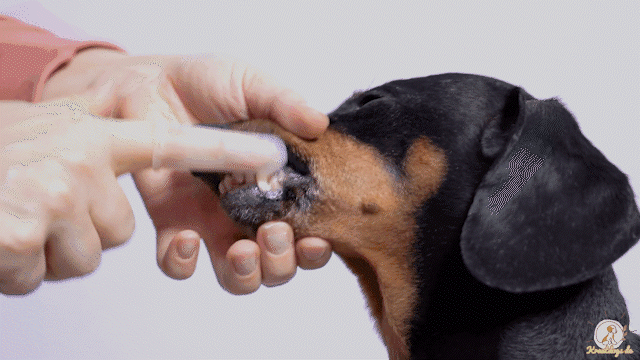 Animiertes Bild über Zahn- und Krallenpflege bei Hunden