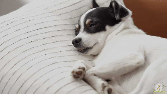 Animiertes Bild von einem Hund der schlafgend auf der Couch liegt