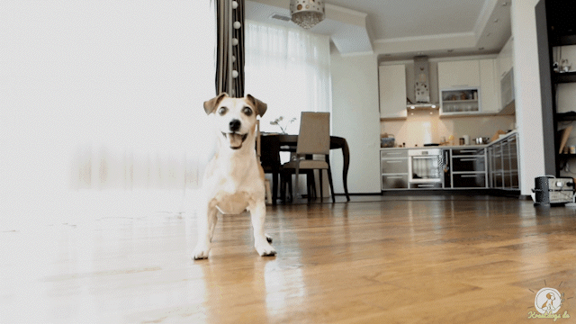 Animiertes Bild von einem Hund der sehr aufgeregt ist und nicht zur Ruhe kommt