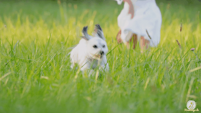 Animiertes Bild von einem Hund, der freudig über eine Wiese springt